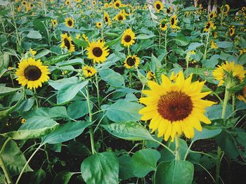 Close-up of sunflower blooming outdoors