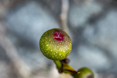 Close-up of strawberry growing on plant