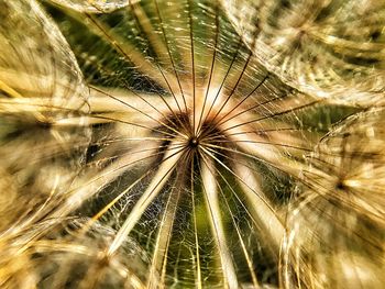 Close-up of dandelion against sky