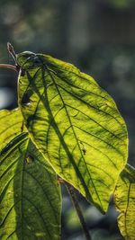 Close-up of maple leaf