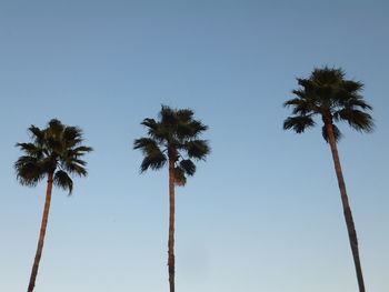 Low angle view of palm trees against blue sky