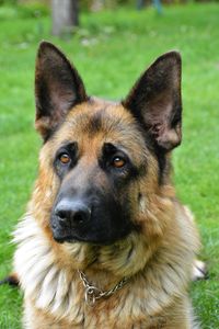 Close-up portrait of a dog