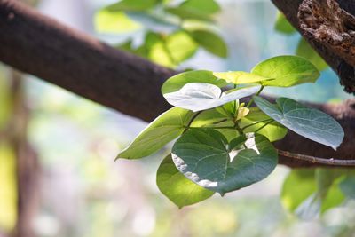 Close-up of flower growing on tree