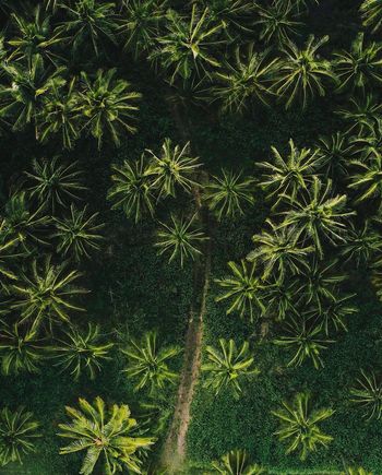High angle view of palm trees 