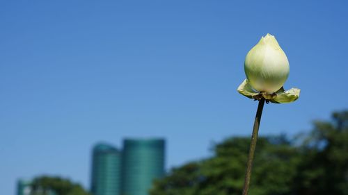 Low angle view of flowering plant against clear blue sky