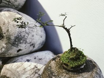 Close-up of potted plant on rock