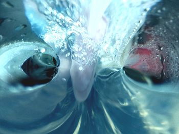 Close-up of turtle in water