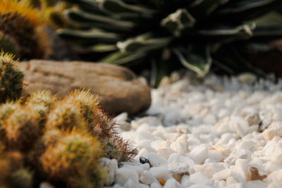 Close-up of succulent plant on rock