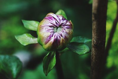 Close-up of purple flowering plant