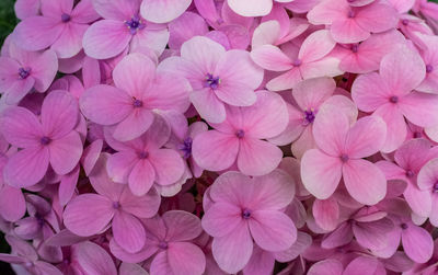 Full frame shot of pink flowering plants