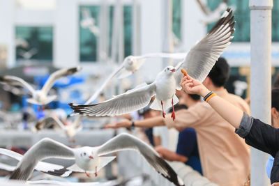 Cropped hand feeding food to seagull