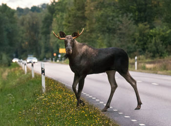 Horse on road