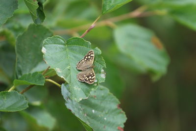 Close-up of insect on leaf