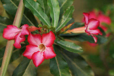 Close-up of pink flowering plant