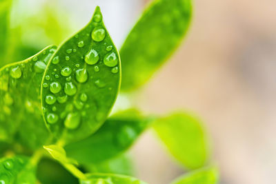 Close-up of wet plant leaves