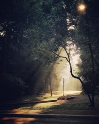 Street amidst trees in forest during foggy weather