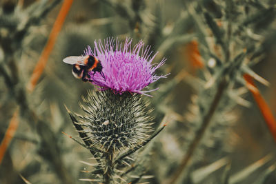 Close-up of bee pollinating on thistle