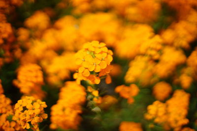 Close-up of yellow flowering plant