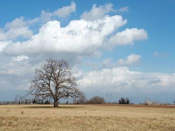 Bare trees on field against sky