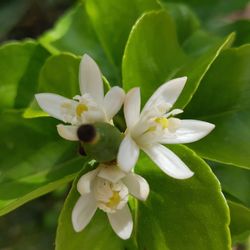 Close-up of white flowers