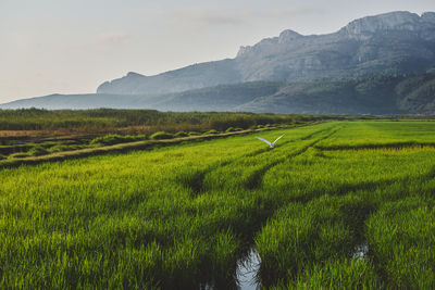 Scenic view of field against mountains