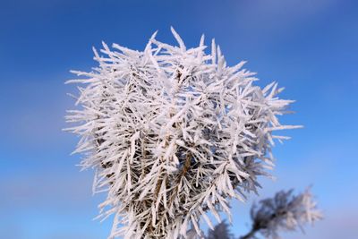 Close-up of plants against blue sky