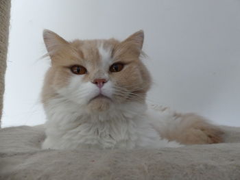 Close-up portrait of a cat