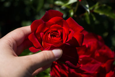 Close-up of hand holding red rose