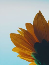 Close-up of yellow flower against clear sky