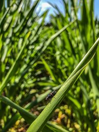 Close-up of insect on plant