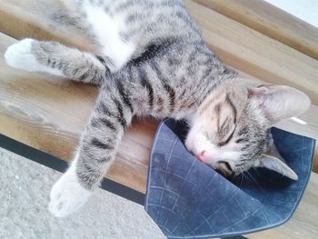 Cat resting on tiled floor