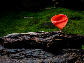 Close-up of red mushroom growing on rock