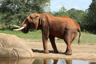 Elephant in a lake