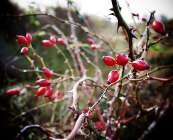 Close-up of red berries on branch