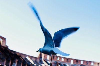 Low angle view of seagull flying against clear blue sky