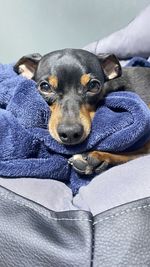 Close-up of dog relaxing on bed