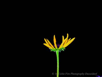 Close-up of yellow flower against black background