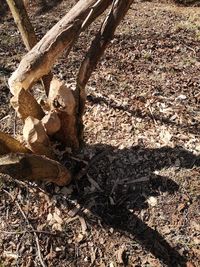 High angle view of tree trunk on field