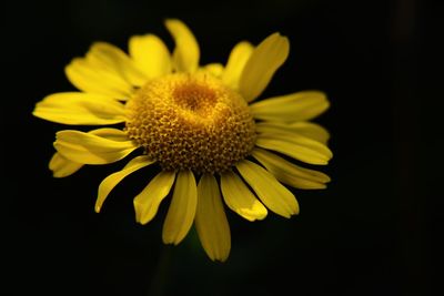 Close-up of yellow flower