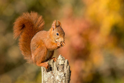 Squirrel on tree stump