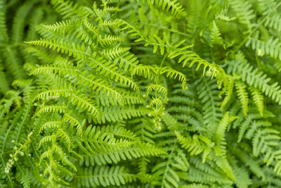 Close-up of fern leaves