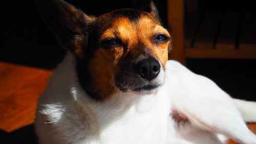 Close-up portrait of a dog looking away