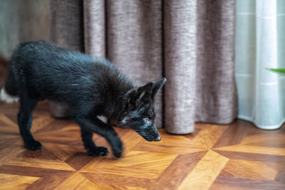 Close-up of a dog on hardwood floor