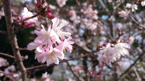 Close-up of apple blossoms in spring