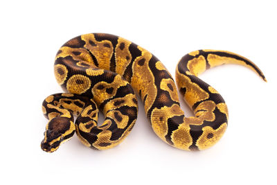 Close-up of snake against white background