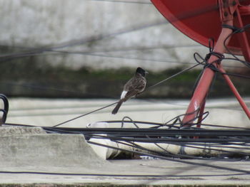 Close-up of bird perching on boat