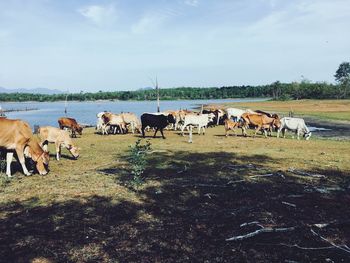 Horses on a field