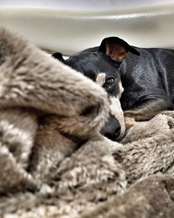 Portrait of dog relaxing on bed at home