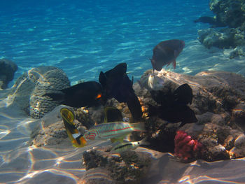 View of fish swimming in sea