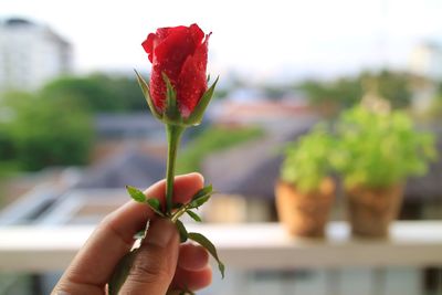 Close-up of hand holding red flower